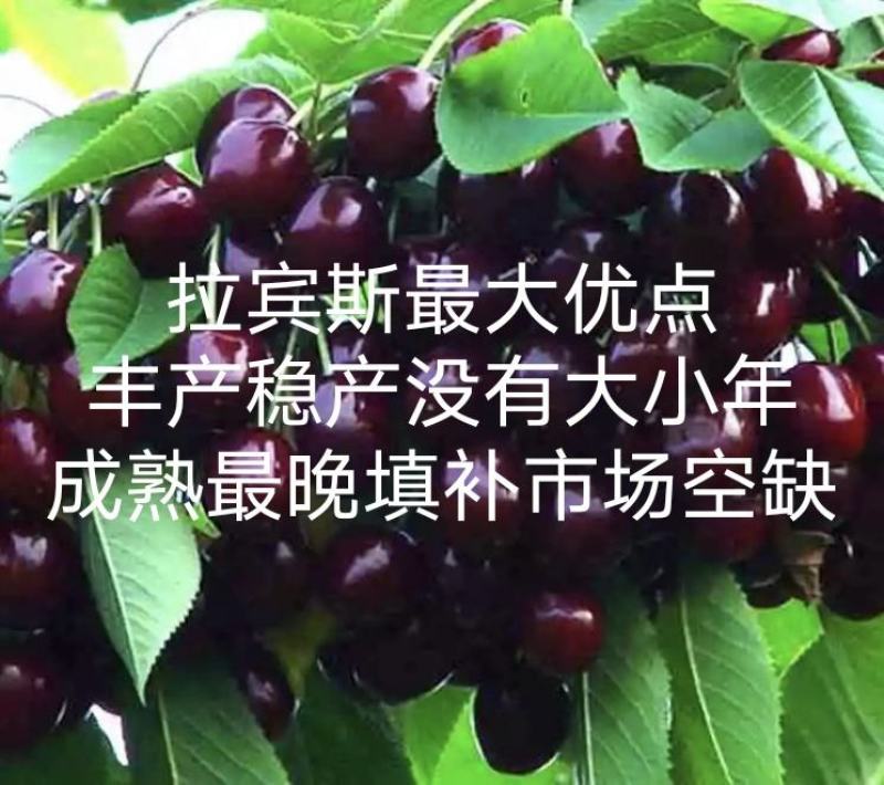 脱毒晚熟丰产稳产品种大果拉宾斯樱桃苗车厘子苗包邮死苗补发