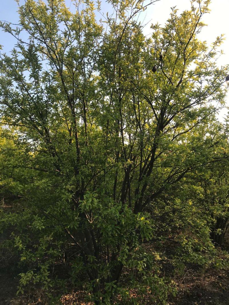 山西运城石榴树，丛生石榴树，独杆石榴树，石榴树基地直发