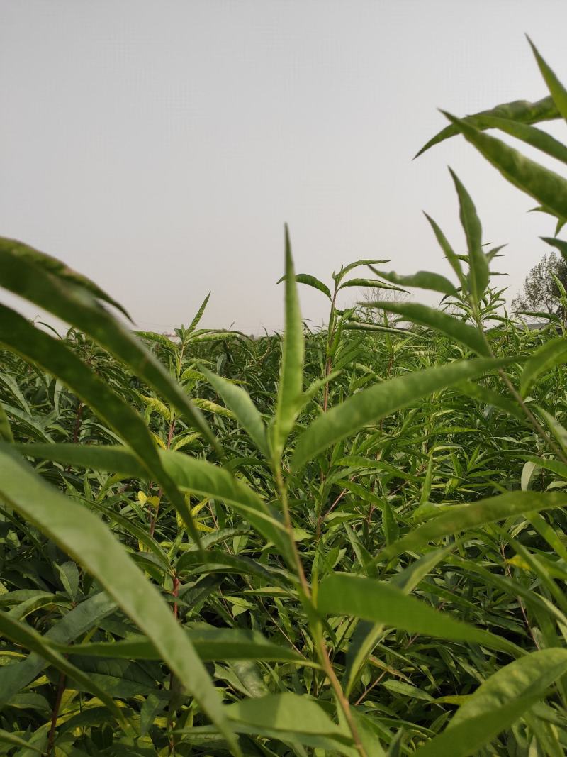 风味天后油蟠桃树苗，晚熟油蟠桃品种，油潘苗