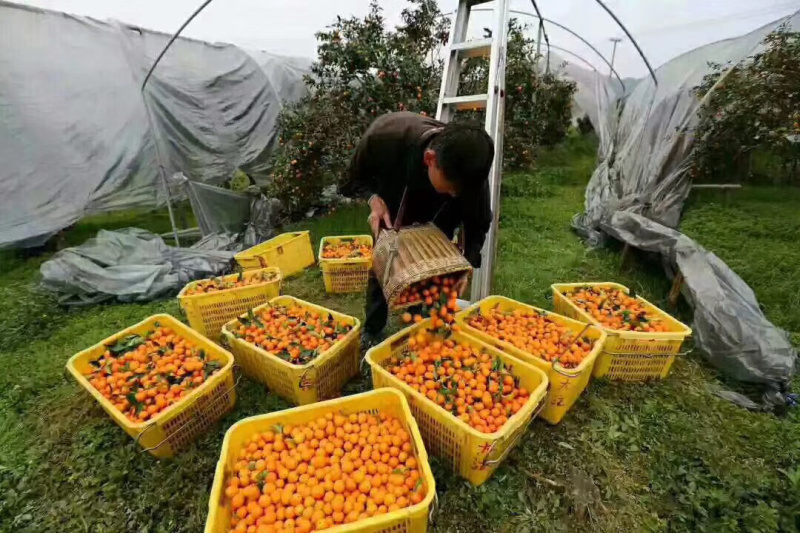 孕妇放心食用广西正宗融安金桔脆皮滑皮金桔自家果园顺丰包邮