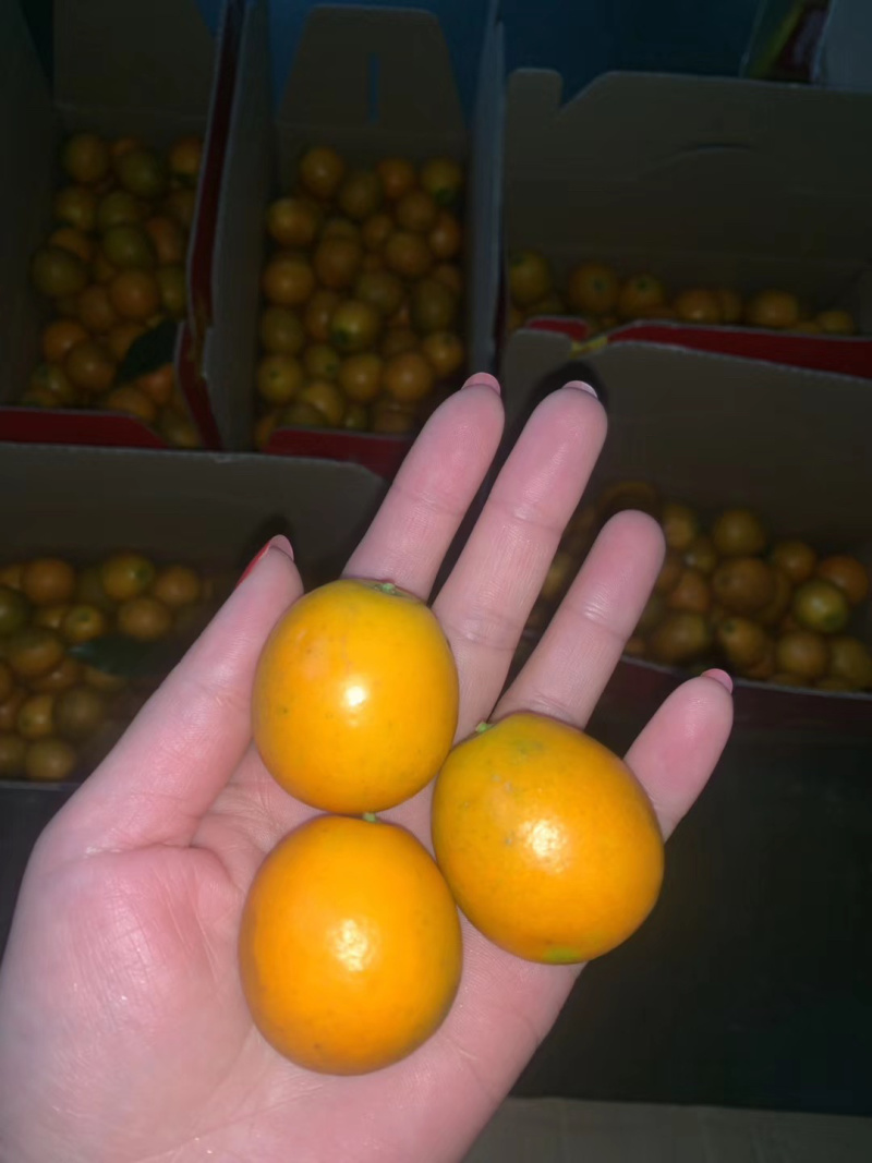 孕妇放心食用广西正宗融安金桔脆皮滑皮金桔自家果园顺丰包邮