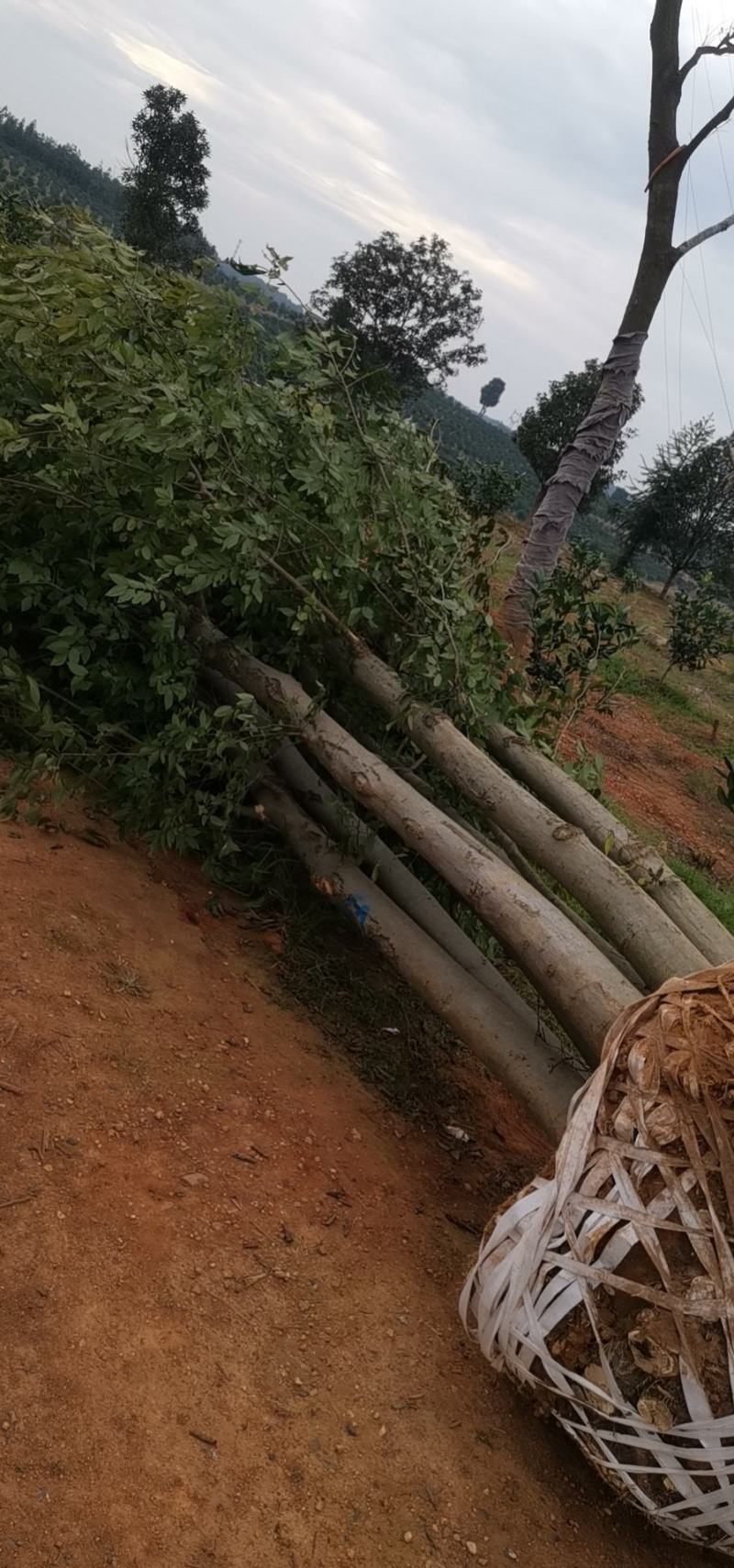 绿化苗木，各种移栽乔木，多杆朴树，
