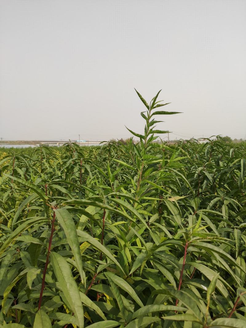 福泰黄桃苗，晚熟离核，国庆节上市，口感纯正