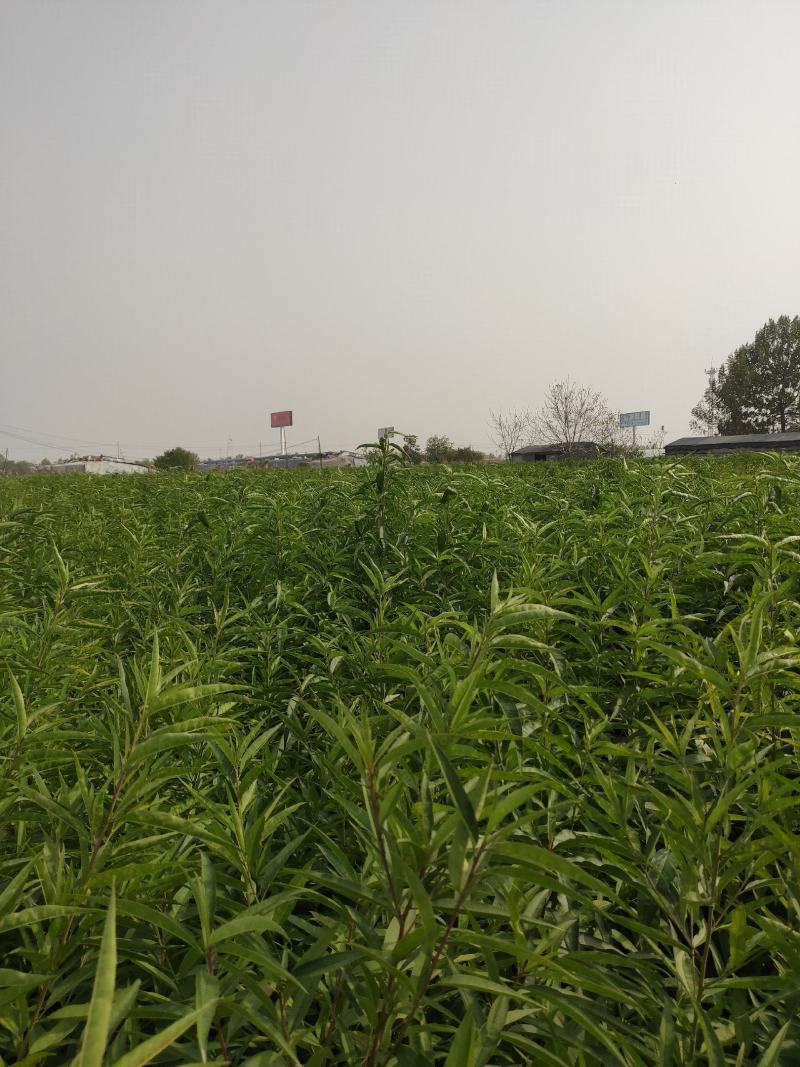 福泰黄桃苗，晚熟离核，国庆节上市，口感纯正