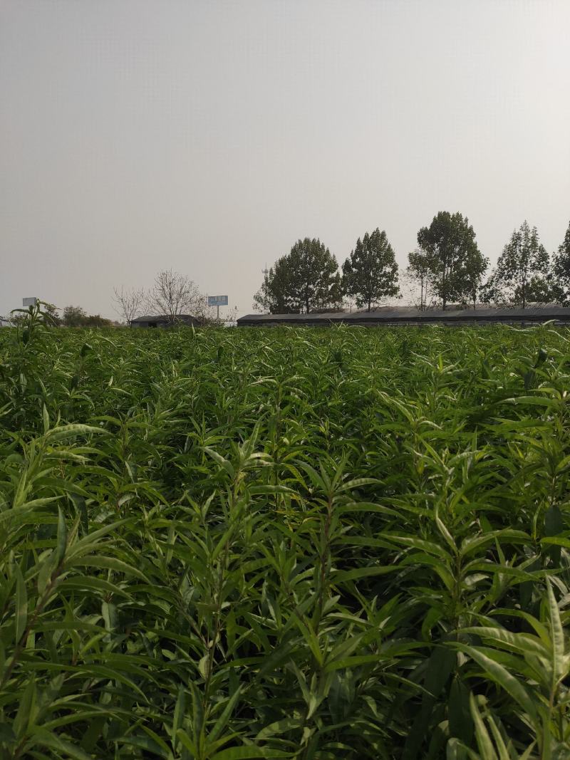 中秋王桃桃树苗，中秋国庆双节上市，个大离核，脆甜，耐储存
