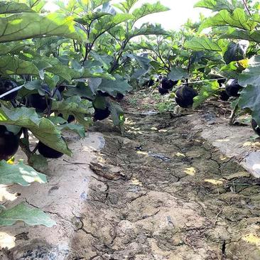 黑将军黑紫圆茄种子，果皮黑亮，肉质细腻，采摘期长