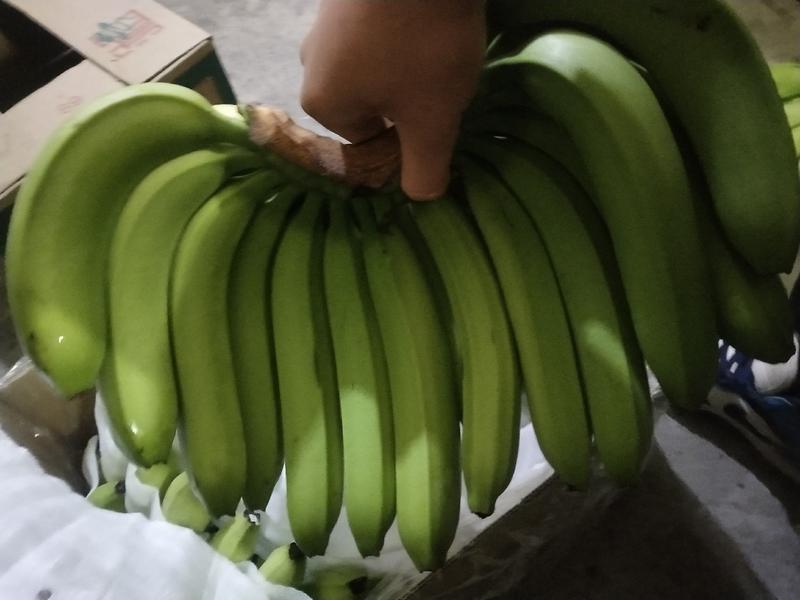 批发天地盖香蕉生蕉二黄大黄大量有货26斤