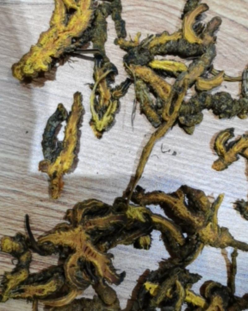 重庆石柱中药材鸡爪单支黄连片