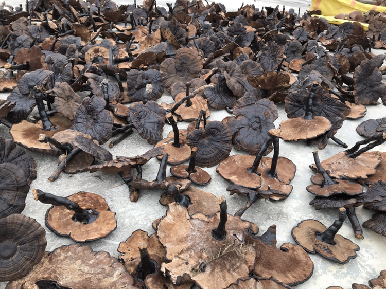 白芝麻与黑芝麻实物对比图