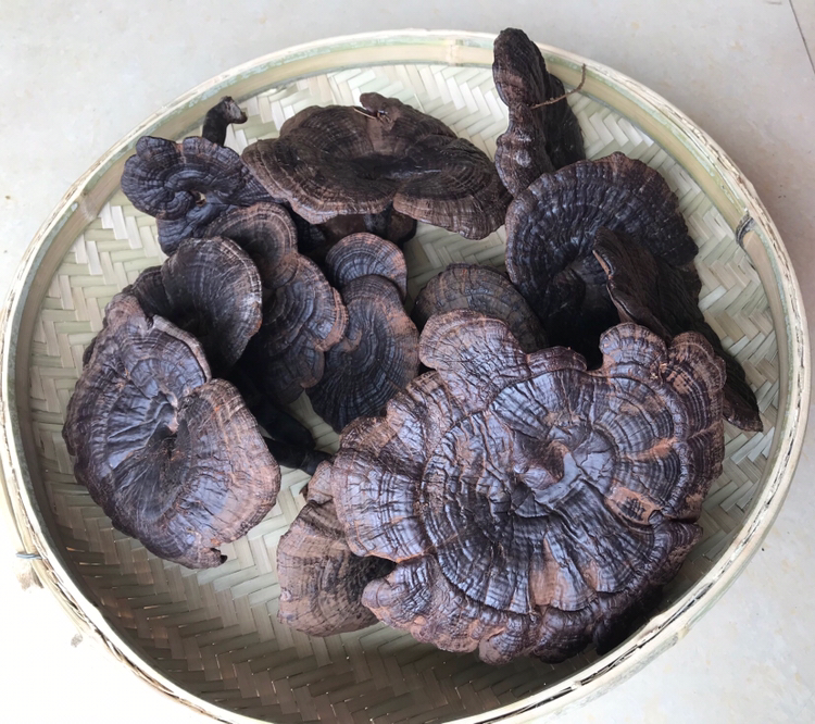 黑灵芝泡水饮用示意图