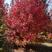 美国红枫基地5--25公分秋火焰红点红枫红冠红枫