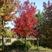 美国红枫基地5--25公分秋火焰红点红枫红冠红枫