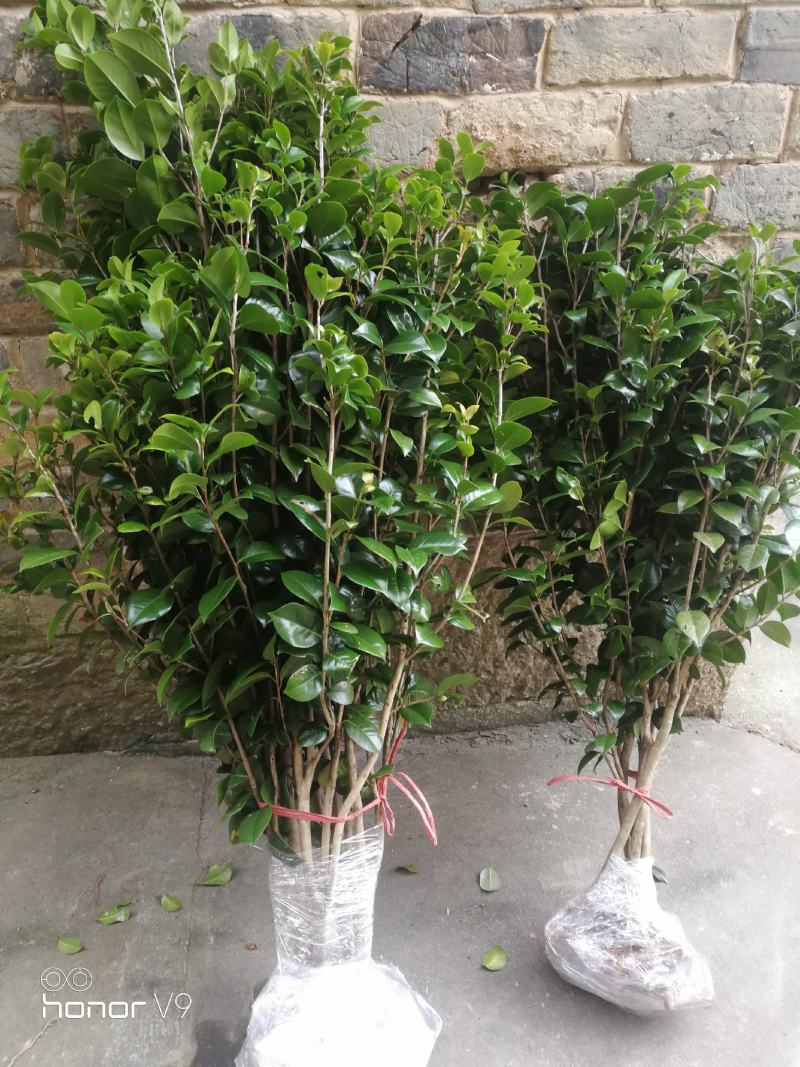 （聚便宜）盆景庭院绿植花卉移栽七星绣球茶花