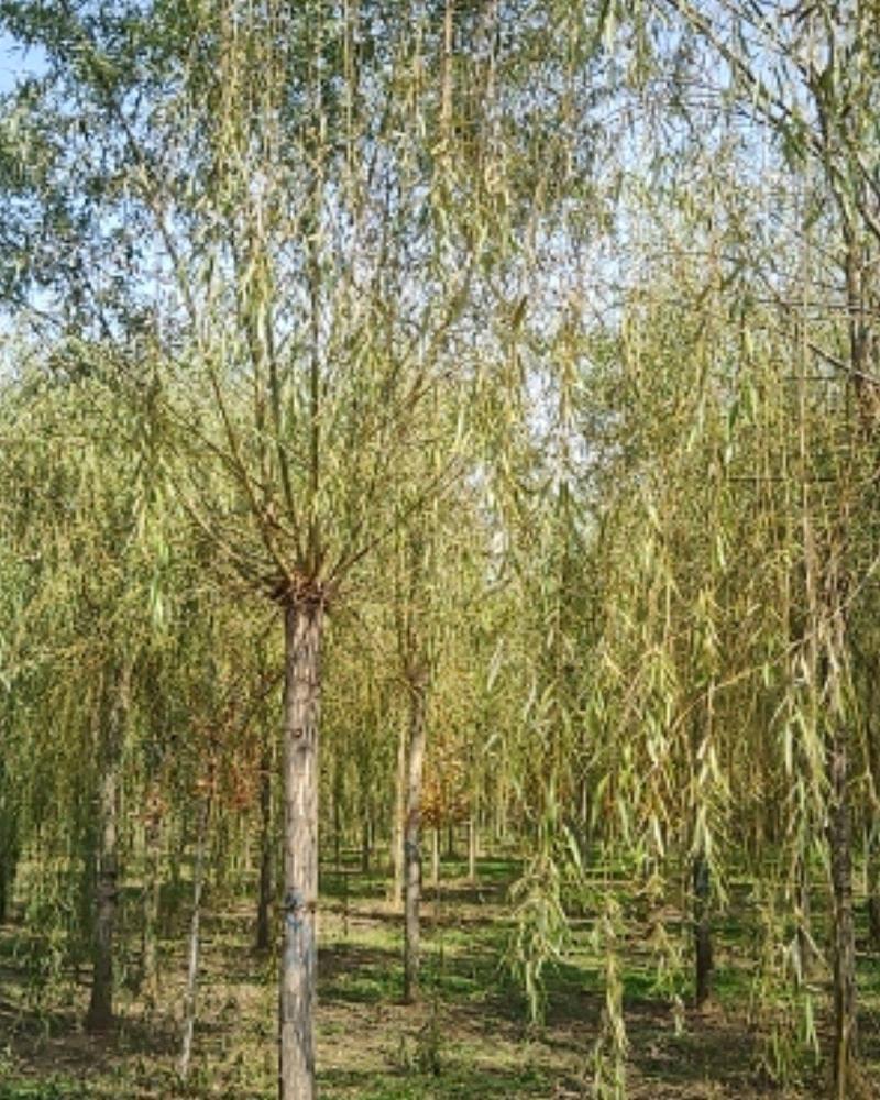 柳树精品柳树基地直发根系发达，易成活包技术指导