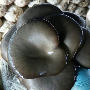 合作社供货，市场化，有冷库，量大