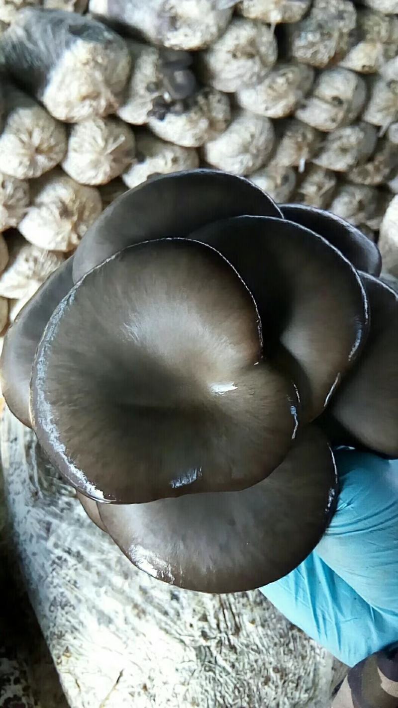 合作社供货，市场化，有冷库，量大