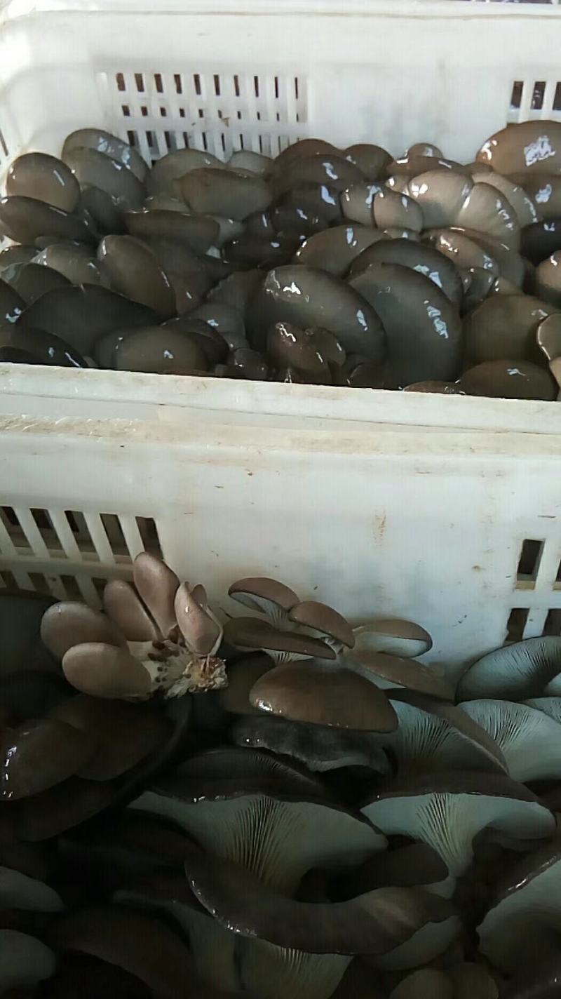 合作社供货，市场化，有冷库，量大