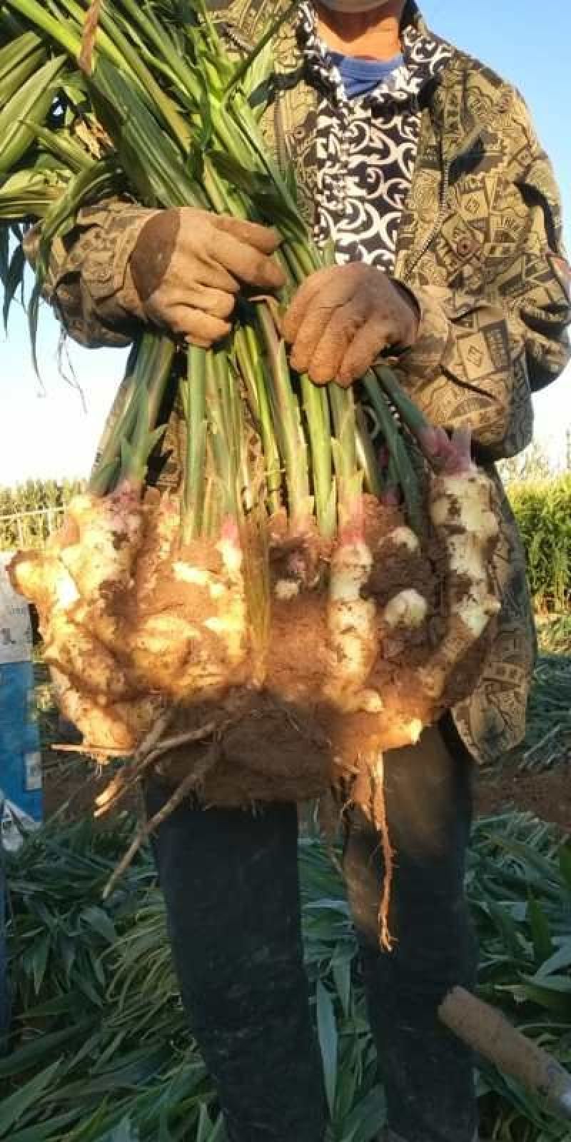 大姜抗病强力生根提苗高产方案