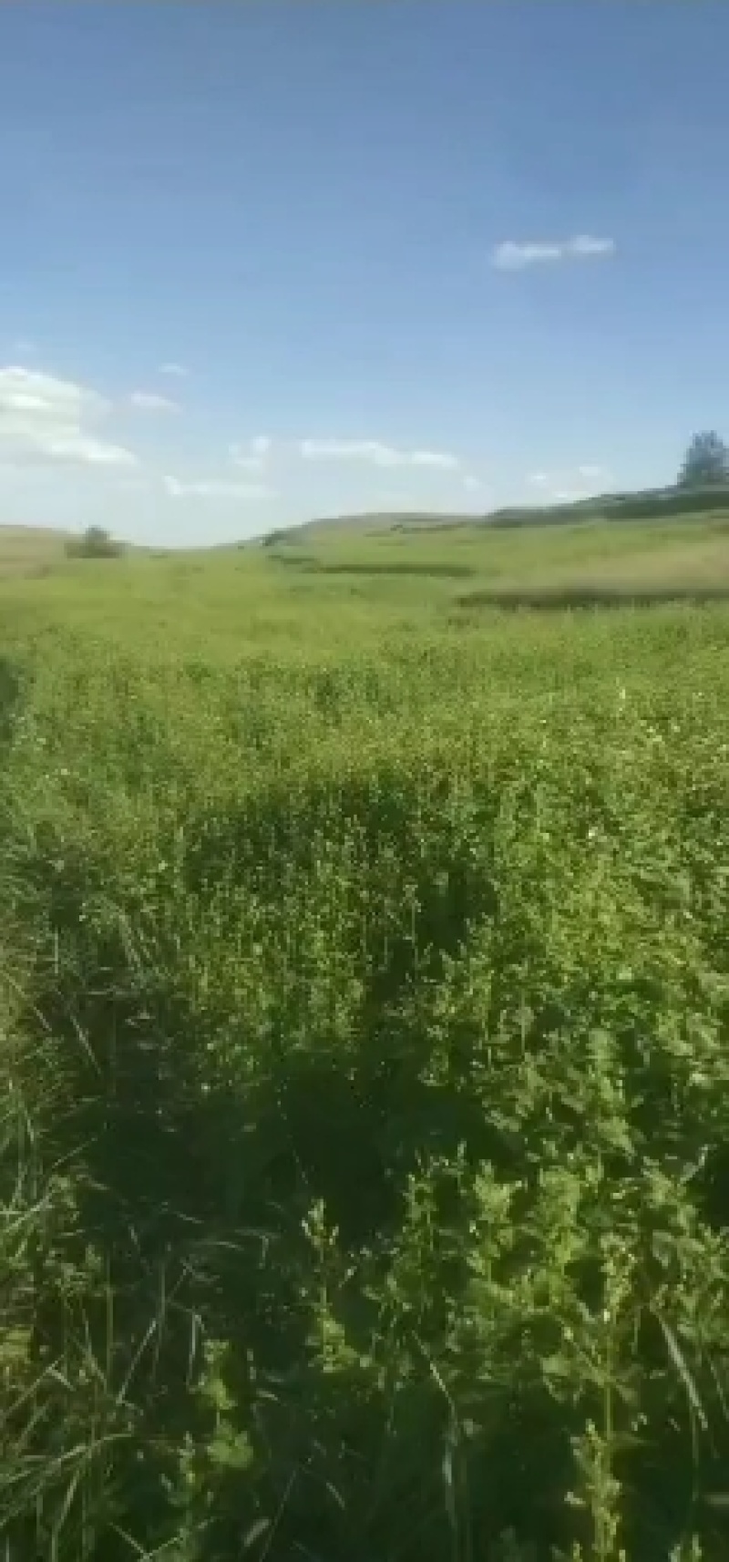 苦荞生长中，一点农药都不打，大家放心食用