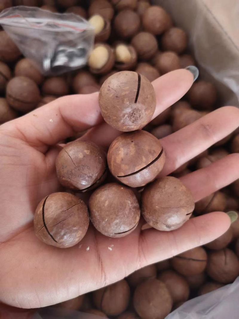新货夏威夷果！纯澳洲果！纯白仁！皮薄易开！实图拍摄！