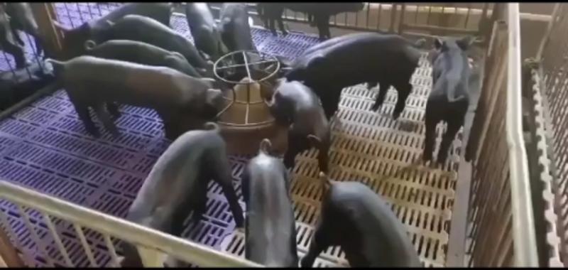 【今日母猪价格】常年供应各品种母猪，支持视频选货。