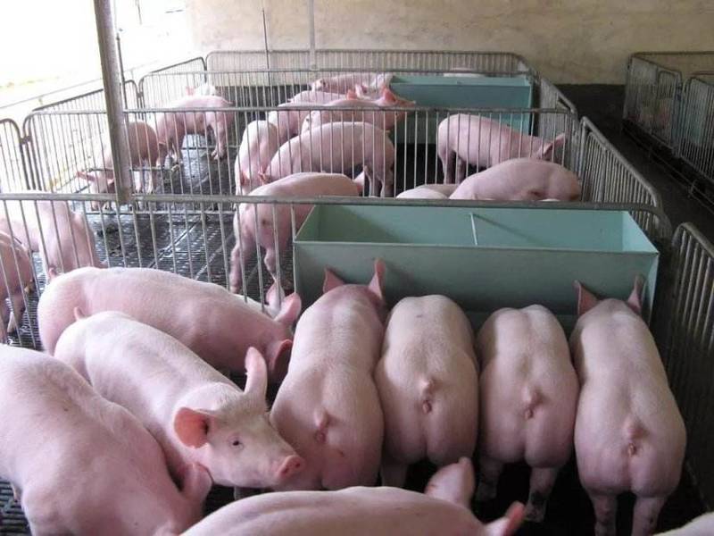 【今日母猪价格】常年供应各品种母猪，支持视频选货。