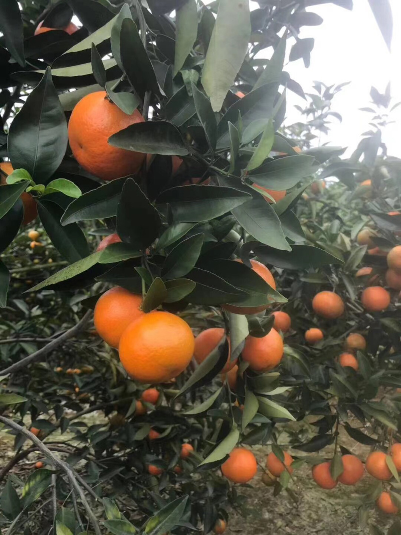 东方红，大量现货供应中……