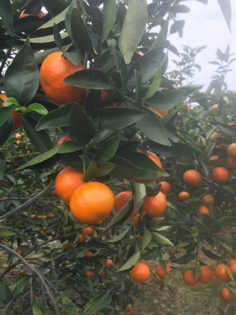 东方红，大量现货供应中……