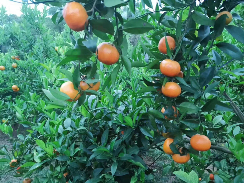 东方红，大量现货供应中……
