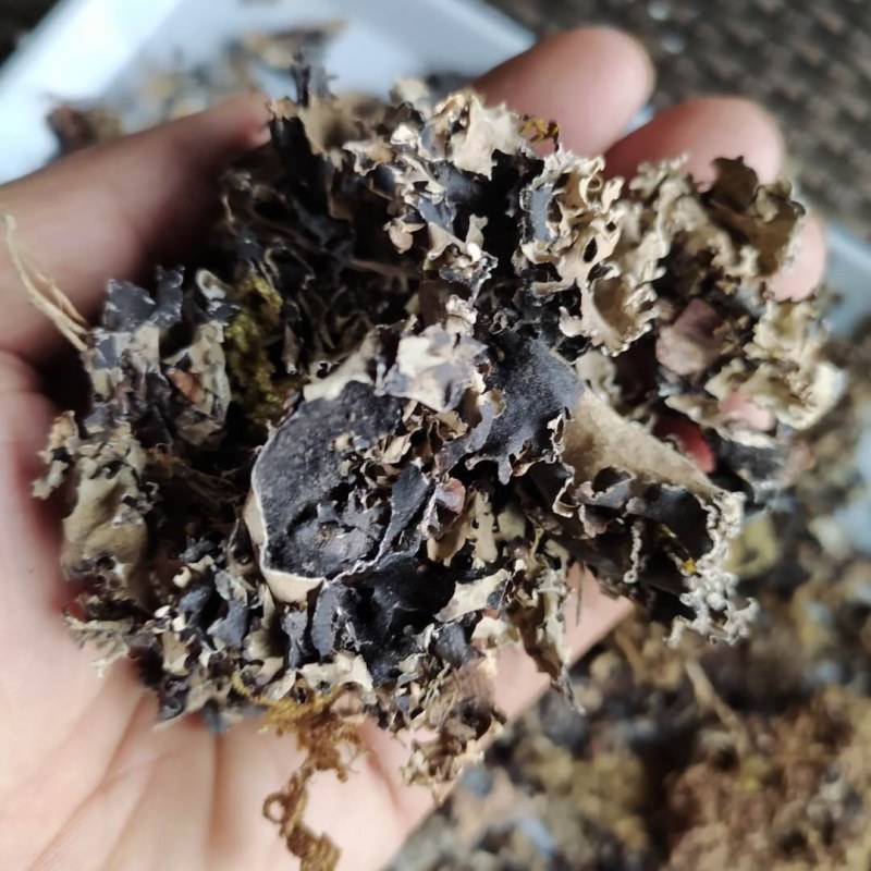 石花产地直供可搭配多品种采购大货联系客服