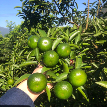 清香桔大量上市了，皮薄，口感纯甜，个头大均匀。