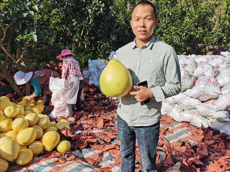 三红柚子基地直发欢迎采购欢迎采购欢迎采购欢迎采
