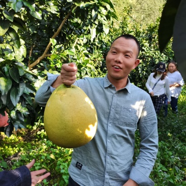 三红柚子基地直发欢迎采购欢迎采购欢迎采购欢迎采