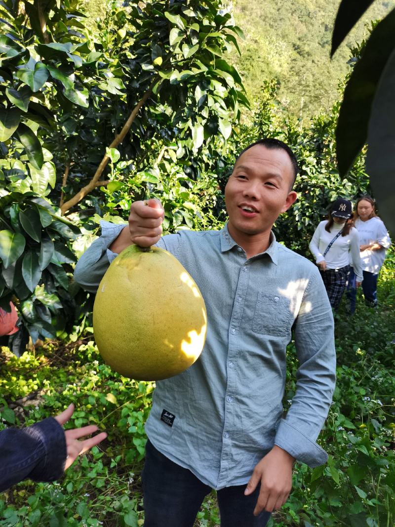 三红柚子基地直发欢迎采购欢迎采购欢迎采购欢迎采