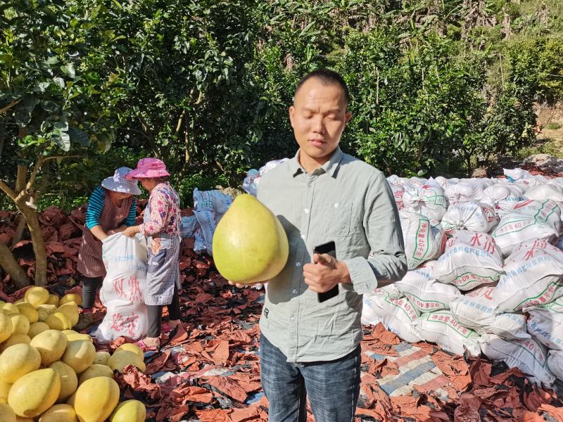 三红柚子基地直发欢迎采购欢迎采购欢迎采购欢迎采