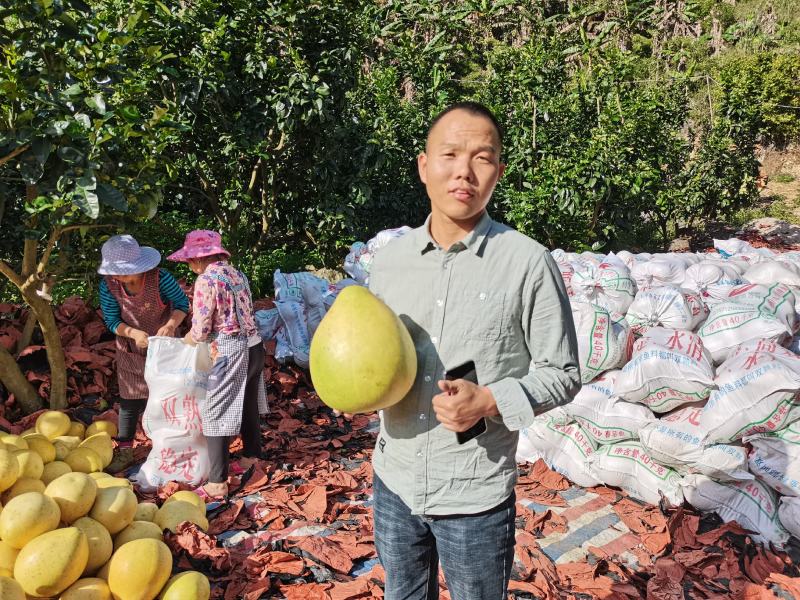 三红柚子基地直发欢迎采购欢迎采购欢迎采购欢迎采