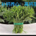 高钙菜种苗养心菜种苗山东绿思源野菜育苗基地