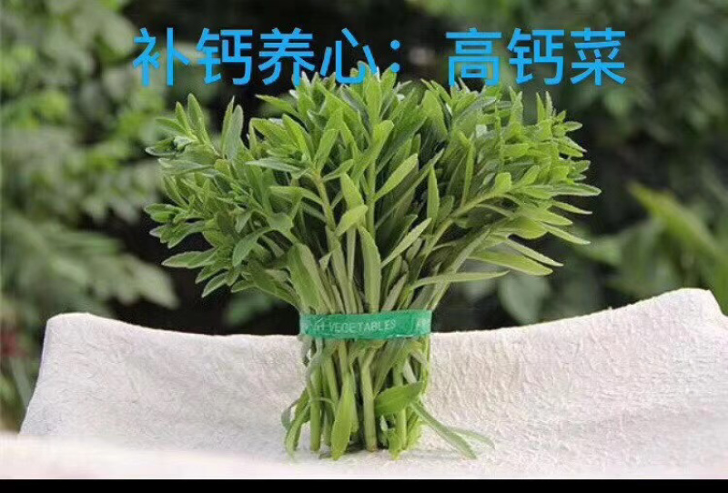 高钙菜种苗养心菜种苗山东绿思源野菜育苗基地