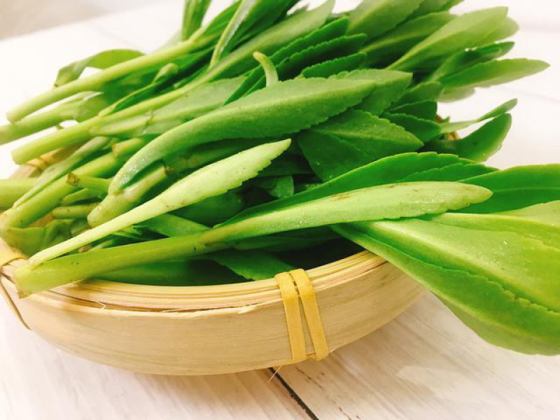 高钙菜种苗养心菜种苗山东野菜苗种植基地