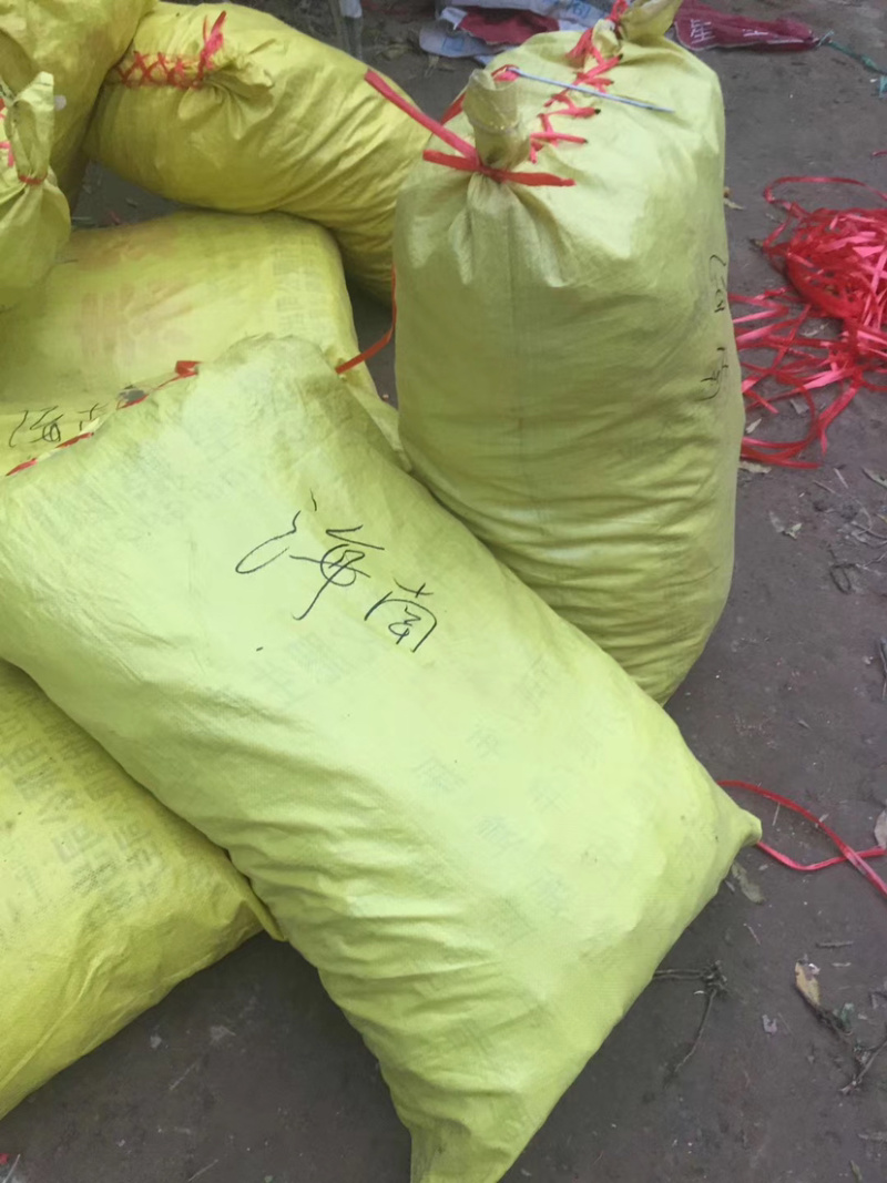 高钙菜种苗养心菜种苗山东野菜苗种植基地