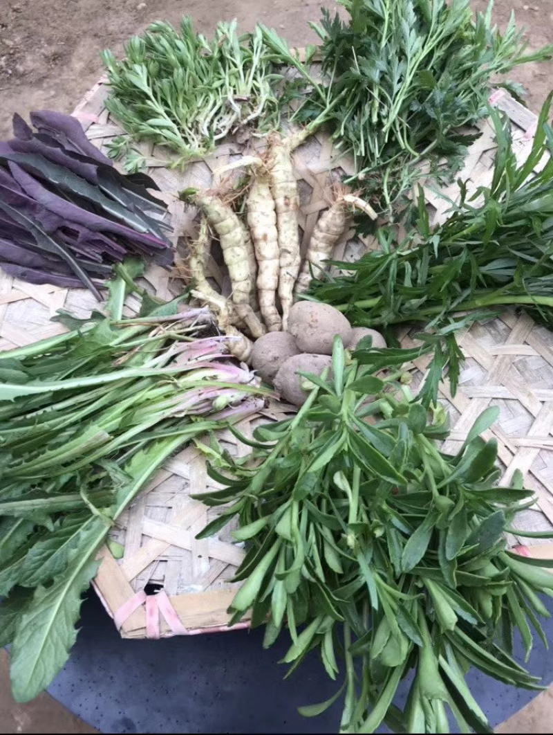 人参菜土人参高丽参东洋菜叶用人参