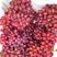 包邮专区山西克伦生红提葡萄1/3/5斤包邮一件代发。