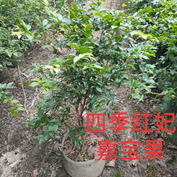 四季红妃嘉宝果苗台湾水果苗庭院盆栽果树当年结果
