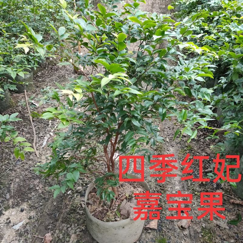 四季红妃嘉宝果苗台湾水果苗庭院盆栽果树当年结果
