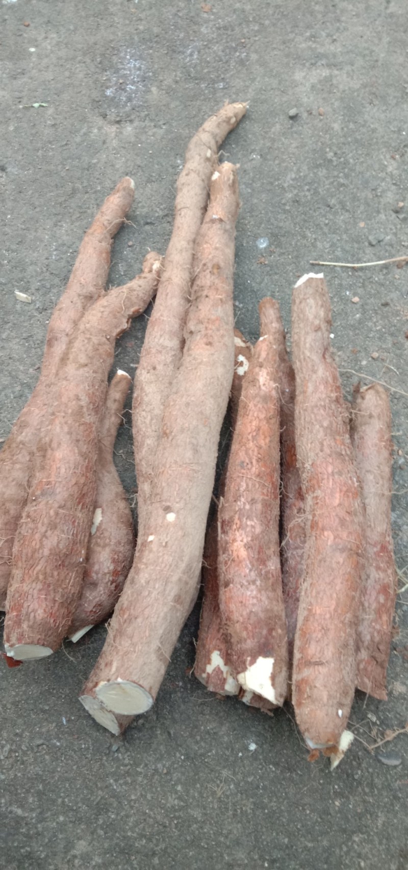 食用黄心木薯新鲜现拔现卖