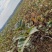 纯正江西中花吴茱萸苗,扦插苗。百万基地批发直供。