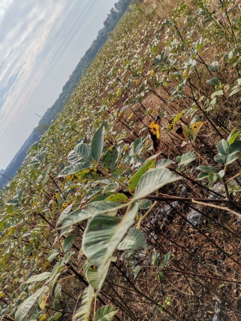 纯正江西中花吴茱萸苗，扦插苗。百万基地批发直供。