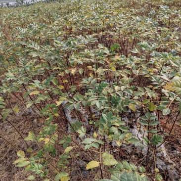 纯正江西中花吴茱萸苗,扦插苗。百万基地批发直供。