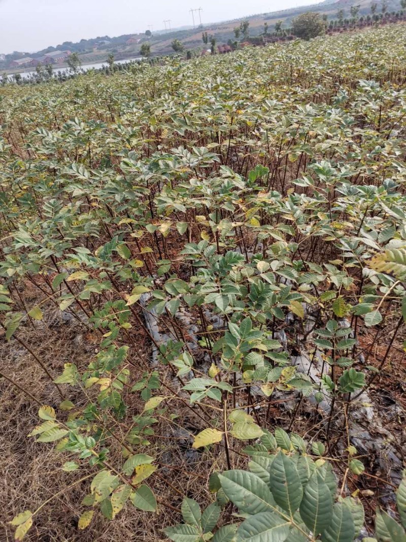 纯正江西中花吴茱萸苗，扦插苗。百万基地批发直供。
