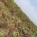 纯正江西中花吴茱萸苗,扦插苗。百万基地批发直供。